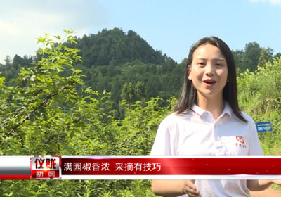 四川鄉村專欄報道：記者體驗，怎樣采摘青花椒